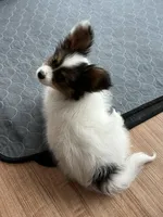 King, a male Papillon for sale in Louisville, KY – 6 of 10