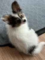 King, a male Papillon for sale in Louisville, KY – 4 of 10