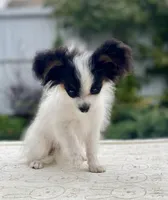 Paris, a female Papillon for sale in Louisville, KY – 2 of 5