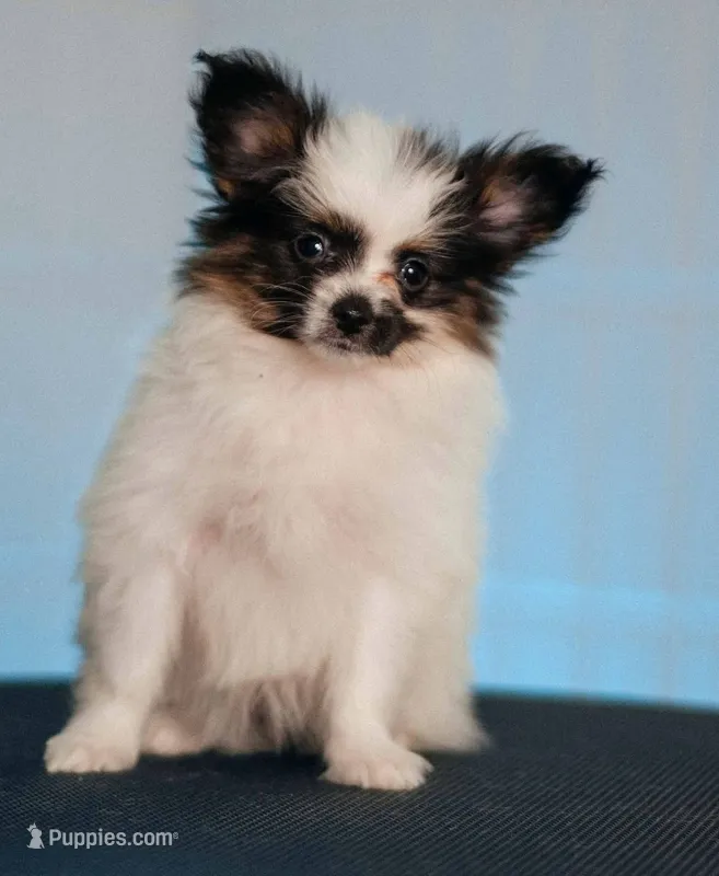 ANN – Papillon puppy for sale in Louisville, KY