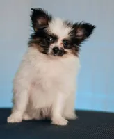 ANN, a female Papillon for sale in Louisville, KY – 1 of 3