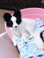 MIMI, a male Papillon for sale in Louisville, KY – 6 of 6