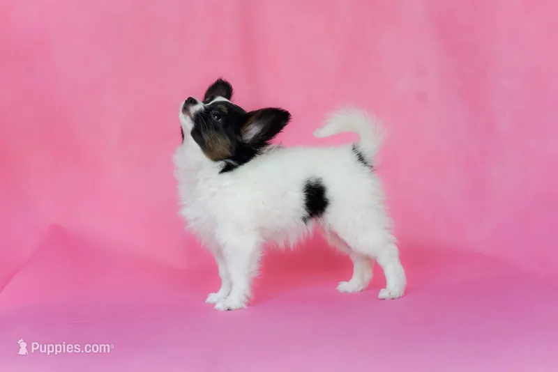 Rody – Papillon puppy for sale in Louisville, KY