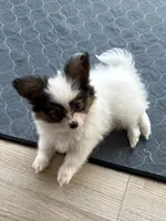 King, a male Papillon for sale in Louisville, KY – 3 of 10