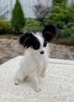 Paris, a female Papillon for sale in Louisville, KY – 3 of 5