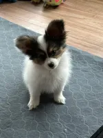 King, a male Papillon for sale in Louisville, KY – 7 of 10