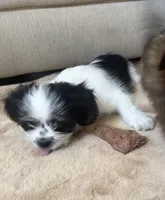 Yellow Boy, a male Maltese and Shih Tzu for sale in Gilbert, AZ – 2 of 3