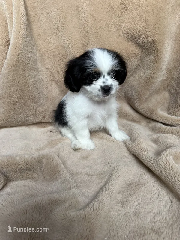 Yellow Boy – Maltese, Shih Tzu puppy for sale in Gilbert, AZ