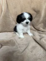 Yellow Boy, a male Maltese and Shih Tzu for sale in Gilbert, AZ – 1 of 3