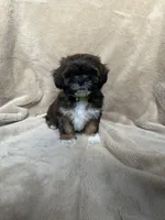 Green Boy, a male Maltese and Shih Tzu for sale in Gilbert, AZ – 1 of 1