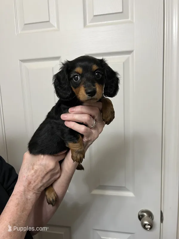 Aurora – Miniature Dachshund puppy for sale in Louisville, KY