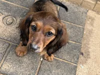 Sierra Breeze, a female Miniature Dachshund for sale in Louisville, KY – Photo 1 of 3