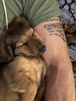 Sierra Breeze, a female Miniature Dachshund for sale in Louisville, KY – Photo 2 of 3