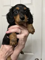 Aurora, a female Miniature Dachshund for sale in Louisville, KY – 3 of 3