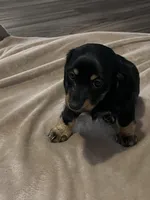 Sheeba , a female Miniature Dachshund for sale in Louisville, KY – Photo 1 of 2
