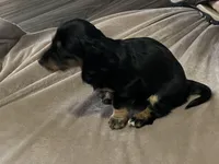 Sheeba , a female Miniature Dachshund for sale in Louisville, KY – Photo 2 of 2