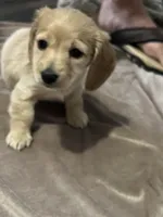 Nutmeg, a female Miniature Dachshund for sale in Louisville, KY – Photo 1 of 2