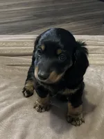 Shelby, a male Miniature Dachshund for sale in Louisville, KY – Photo 2 of 2