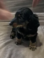 Shelby, a male Miniature Dachshund for sale in Louisville, KY – Photo 1 of 2