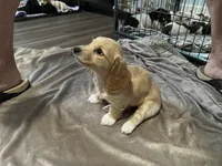 Mittens, a female Miniature Dachshund for sale in Louisville, KY – Photo 2 of 2