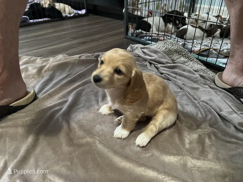 Mittens, a female Miniature Dachshund for sale in Louisville, KY – Photo 1 of 2