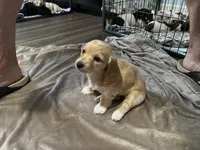 Mittens, a female Miniature Dachshund for sale in Louisville, KY – Photo 1 of 2