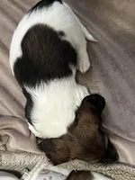 Sampson, a male Miniature Dachshund for sale in Louisville, KY – Photo 2 of 2