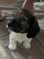 Sampson, a male Miniature Dachshund for sale in Louisville, KY – Photo 1 of 2