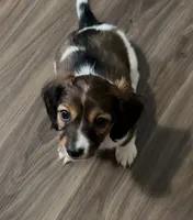 Belle, a male Miniature Dachshund for sale in Louisville, KY – Photo 1 of 2