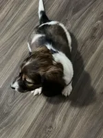 Belle, a male Miniature Dachshund for sale in Louisville, KY – Photo 2 of 2