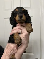 Aurora, a female Miniature Dachshund for sale in Louisville, KY – 2 of 3