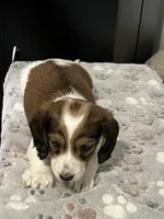 Axel, a male Miniature Dachshund for sale in Louisville, KY – Photo 1 of 2