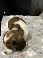 Axel, a male Miniature Dachshund for sale in Louisville, KY – Photo 2 of 2