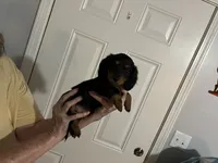 Titan, a male Miniature Dachshund for sale in Louisville, KY – 3 of 3