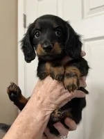 Titan, a male Miniature Dachshund for sale in Louisville, KY – 1 of 3