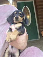 Biscuit, a male Dachshund and Miniature Dachshund for sale in Golden, MO – 3 of 4