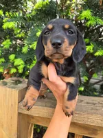 Viola, a female Dachshund and Miniature Dachshund for sale in Golden, MO – 1 of 3
