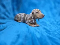 Rolo, a male Dachshund and Miniature Dachshund for sale in Golden, MO – 4 of 6