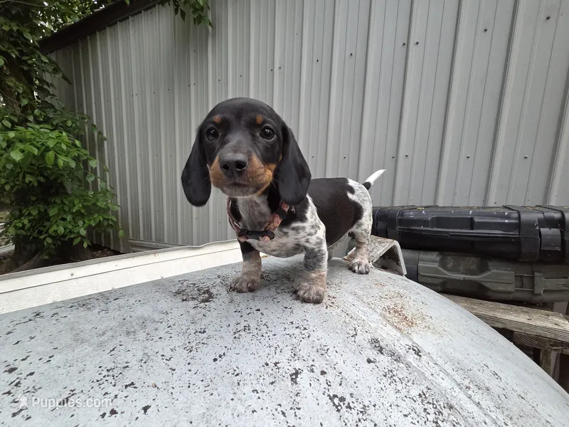 Brandy-Ckc – Miniature Dachshund puppy for sale in Golden, MO