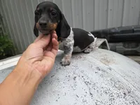 Brandy-Ckc, a female Miniature Dachshund for sale in Golden, MO – Photo 2 of 4