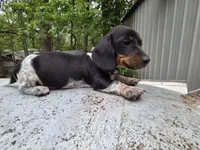 Brandy-Ckc, a female Miniature Dachshund for sale in Golden, MO – Photo 4 of 4