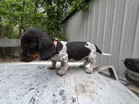 Brandy-Ckc, a female Miniature Dachshund for sale in Golden, MO – Photo 3 of 4