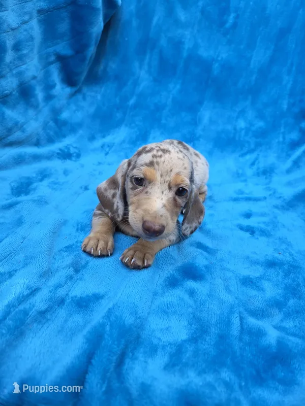 Truffle – Dachshund, Miniature Dachshund puppy for sale in Golden, MO