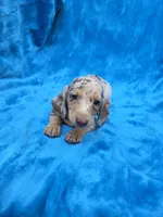 Truffle, a female Dachshund and Miniature Dachshund for sale in Golden, MO – 1 of 5