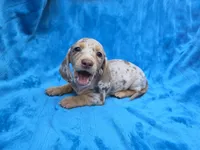 Truffle, a female Dachshund and Miniature Dachshund for sale in Golden, MO – 3 of 5