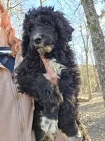 Boots, a male Poodle - Standard  for sale in Golden, MO – Photo 1 of 4