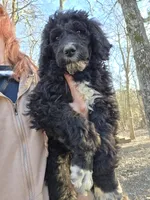 Boots, a male Poodle - Standard  for sale in Golden, MO – Photo 3 of 4