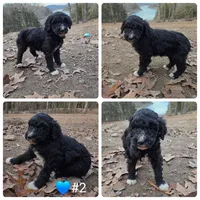 Boots, a male Poodle - Standard  for sale in Golden, MO – Photo 4 of 4