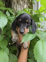 Juliet- Ckc, a female Miniature Dachshund for sale in Golden, MO – Photo 2 of 5