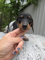 Juliet- Ckc, a female Miniature Dachshund for sale in Golden, MO – Photo 3 of 5